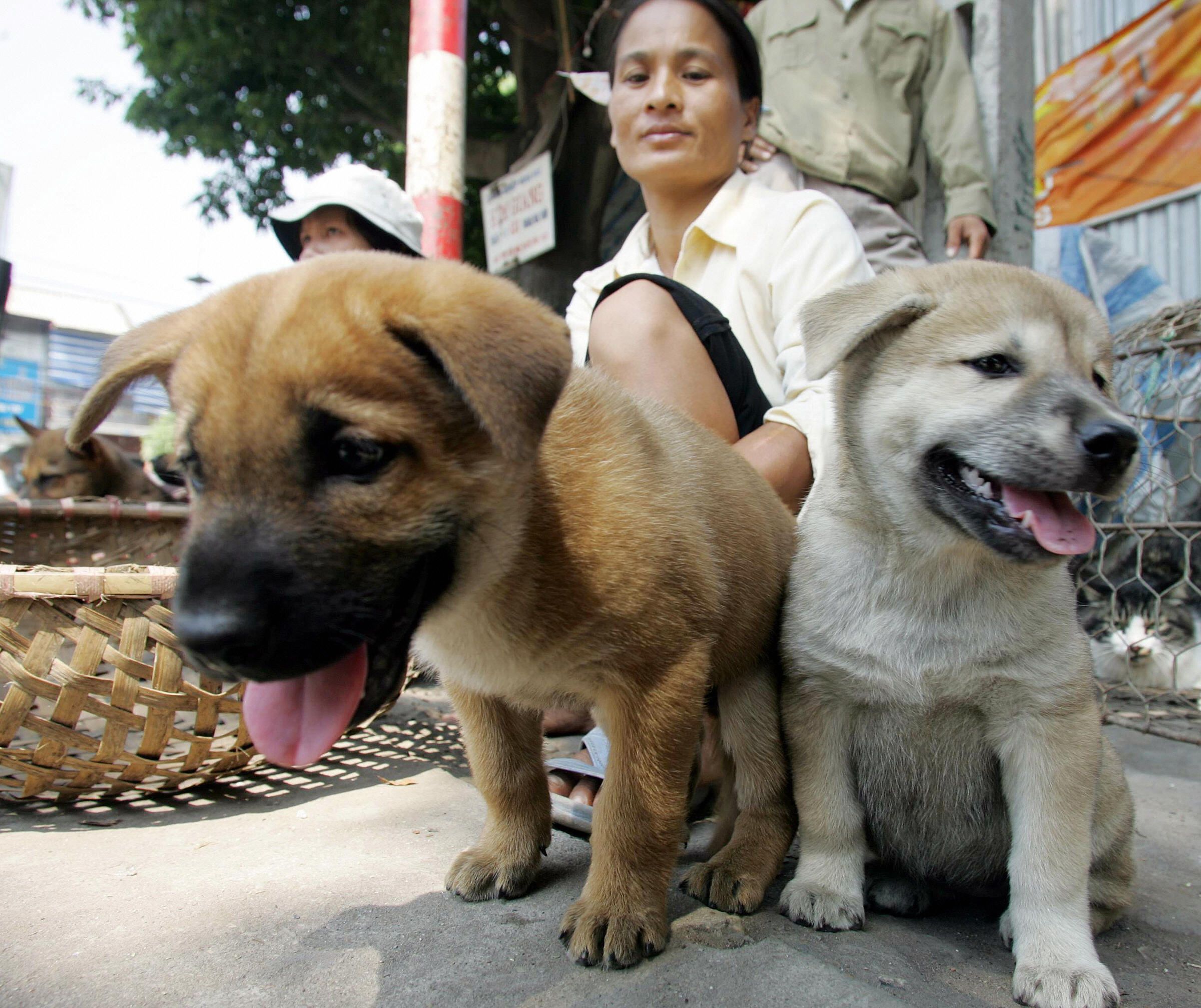 can you get rabies from dog meat