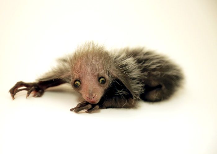 Ugliest Animal Ever? Denver Zoo's Newborn Endangered Aye-aye Lemur Prompts  Debate