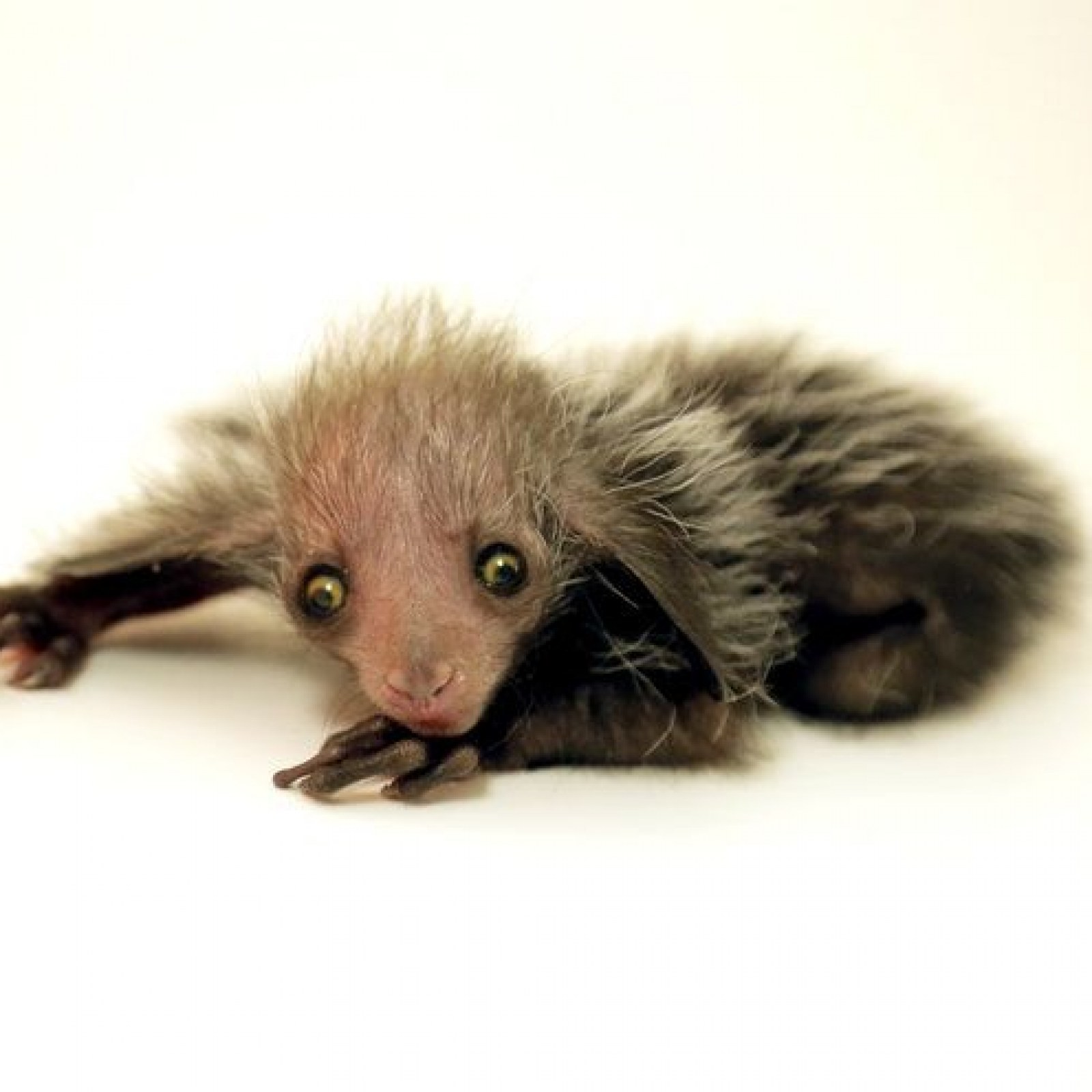 Ugliest Animal Ever? Denver Zoo's Newborn Endangered Aye-aye Lemur Prompts  Debate