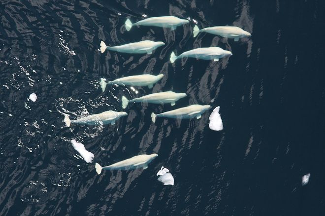 Beluga Whale Group