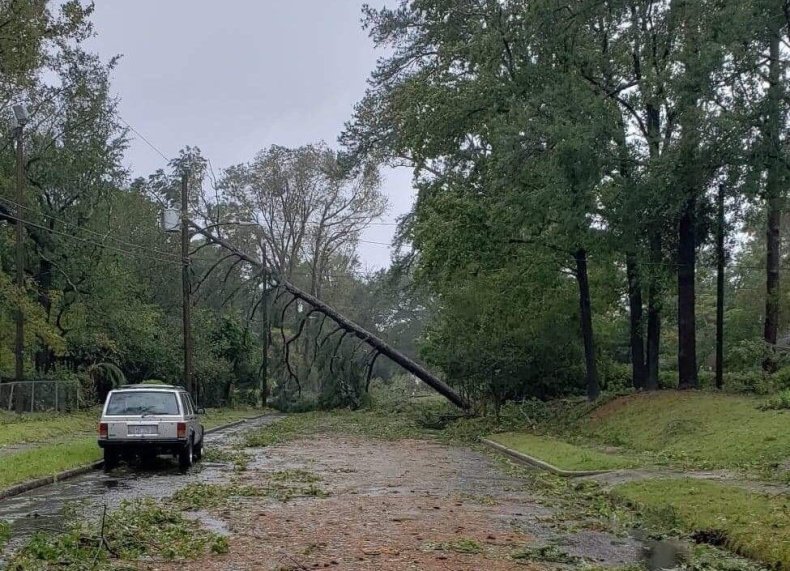 2downed tree