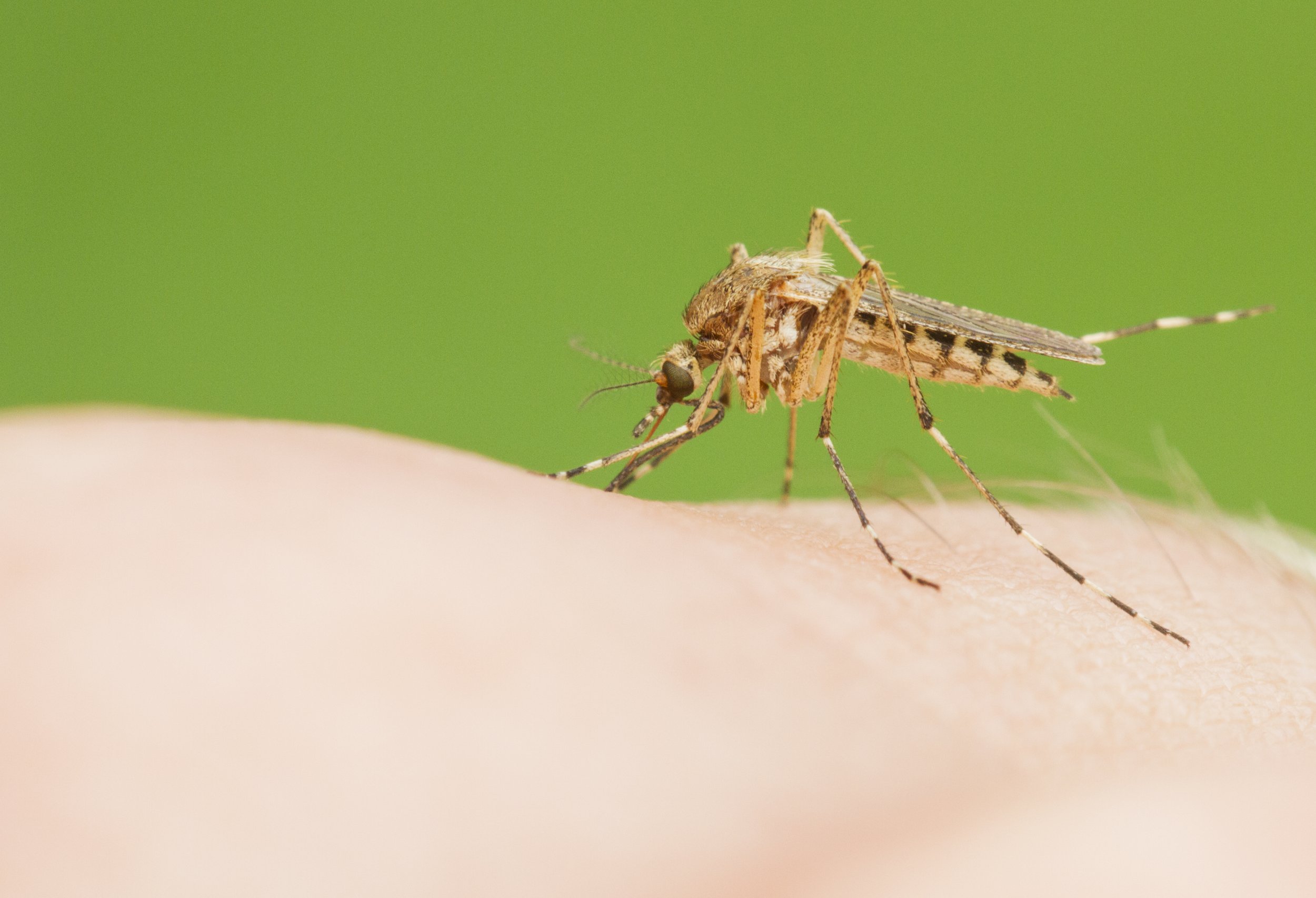 Zika could destroy brain cancer that killed john mccain