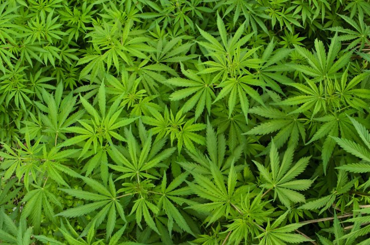 9_18_Cannibis 9_18_Cannibis