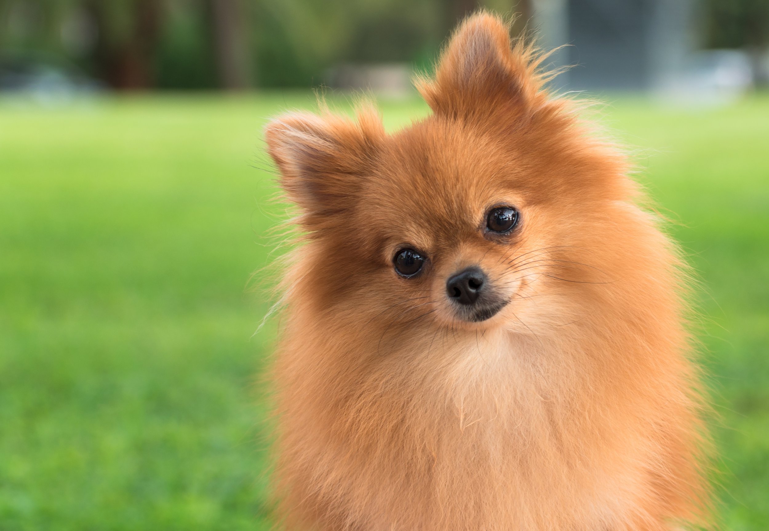 Pomeranian died store