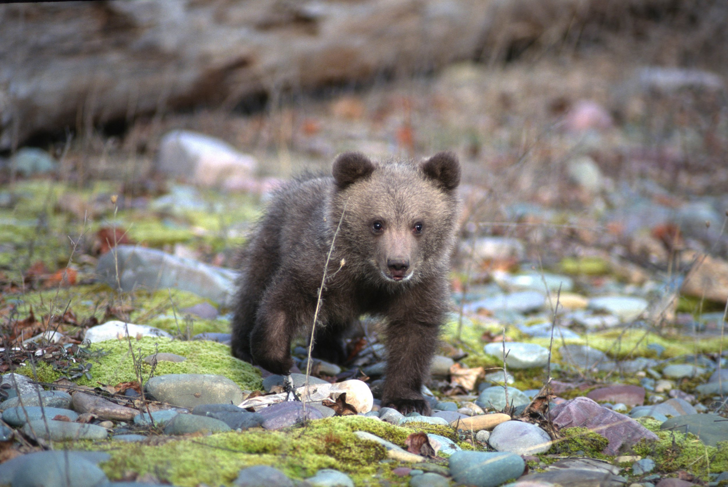 Bear Cub Euthanized After New York Woman Gets Scratched Rescuing It From Lake