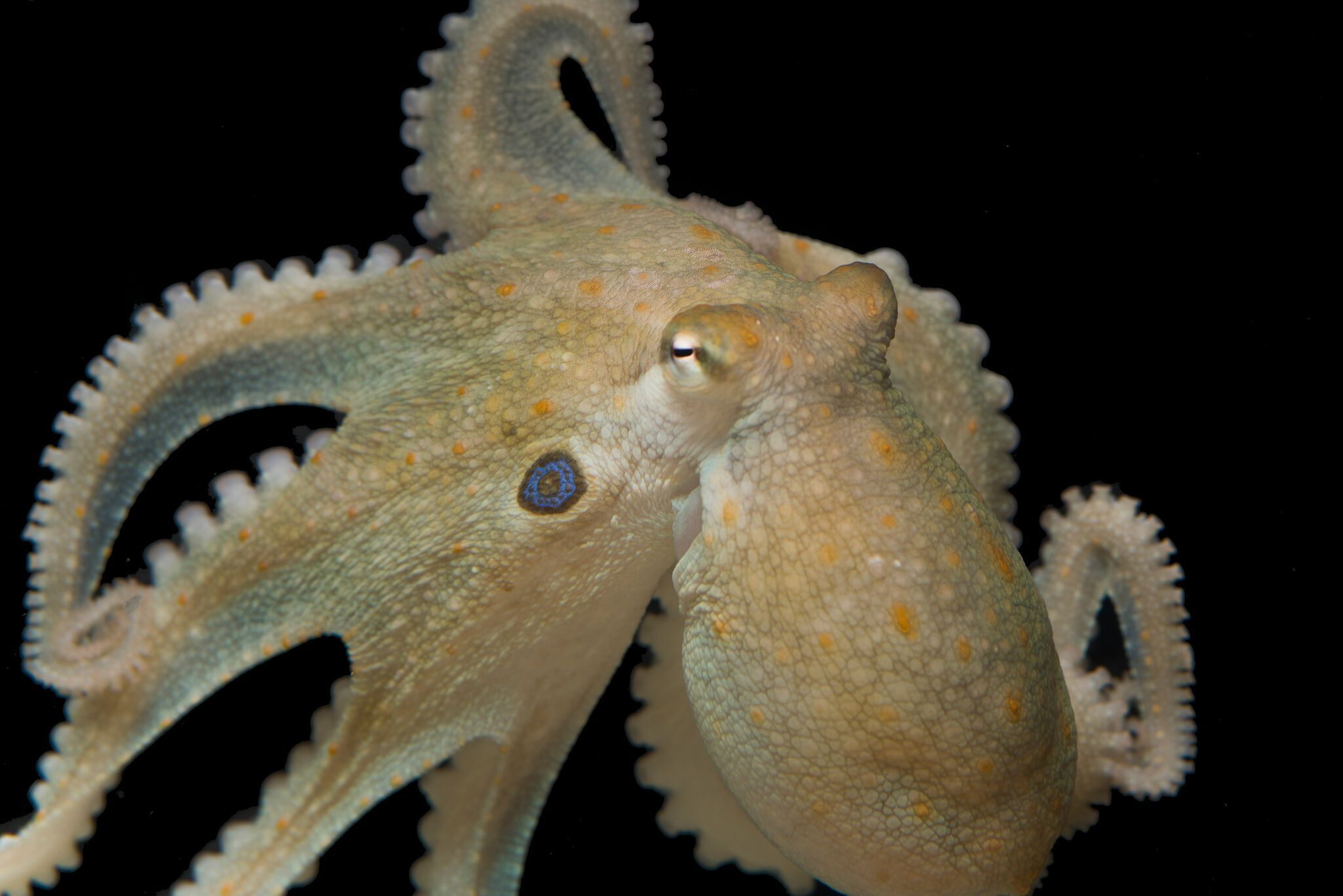 Scientists Gave Antisocial Octopuses Ecstasy and It Made