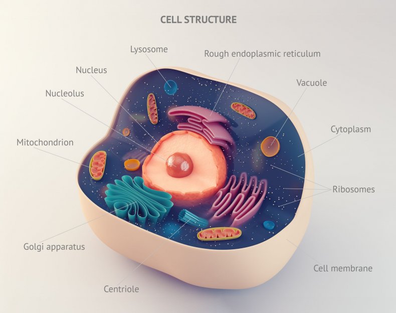 cell-structure-stock