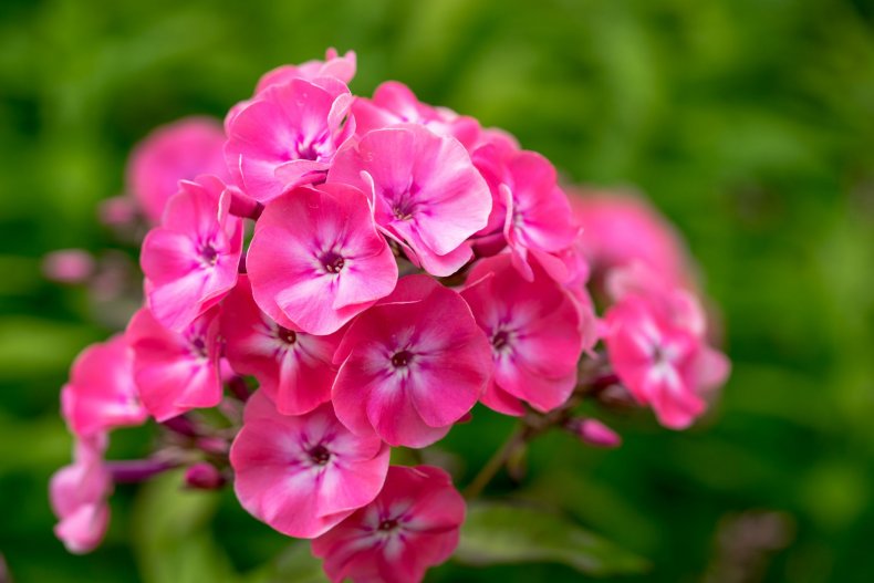 9_21_Phlox