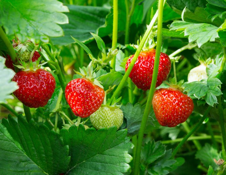 9_21_Strawberries