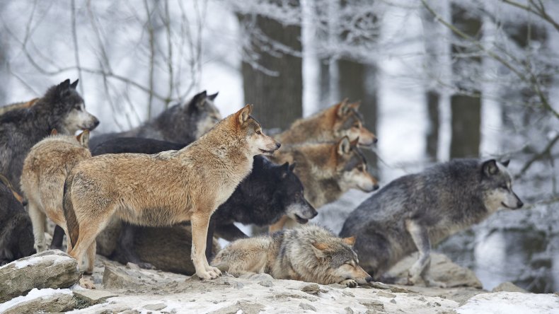 9_21_Wolves