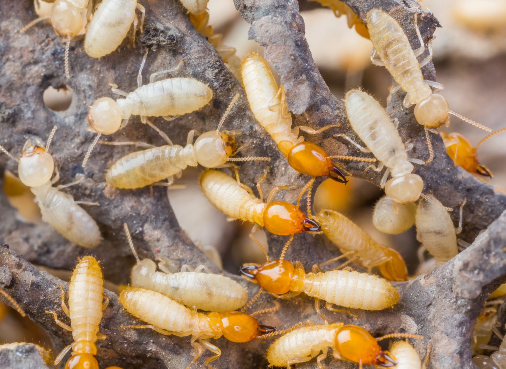 Termites Stock 