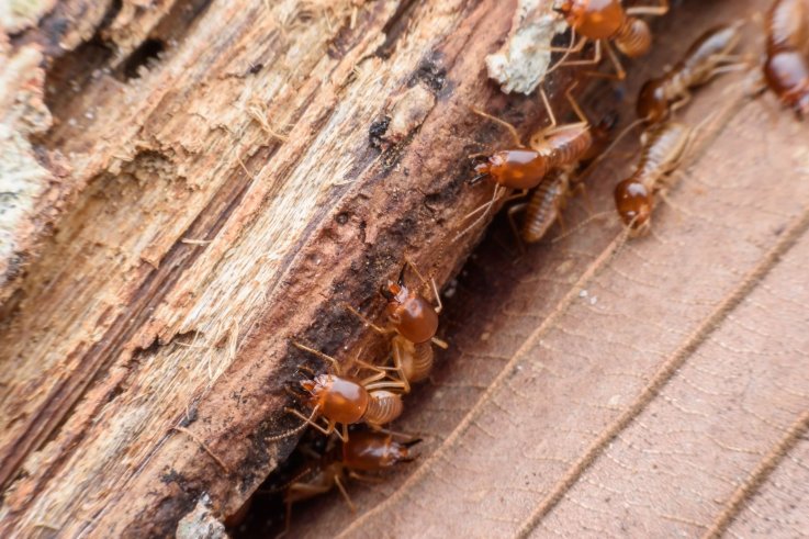 termites-getty-stock termites-getty-stock