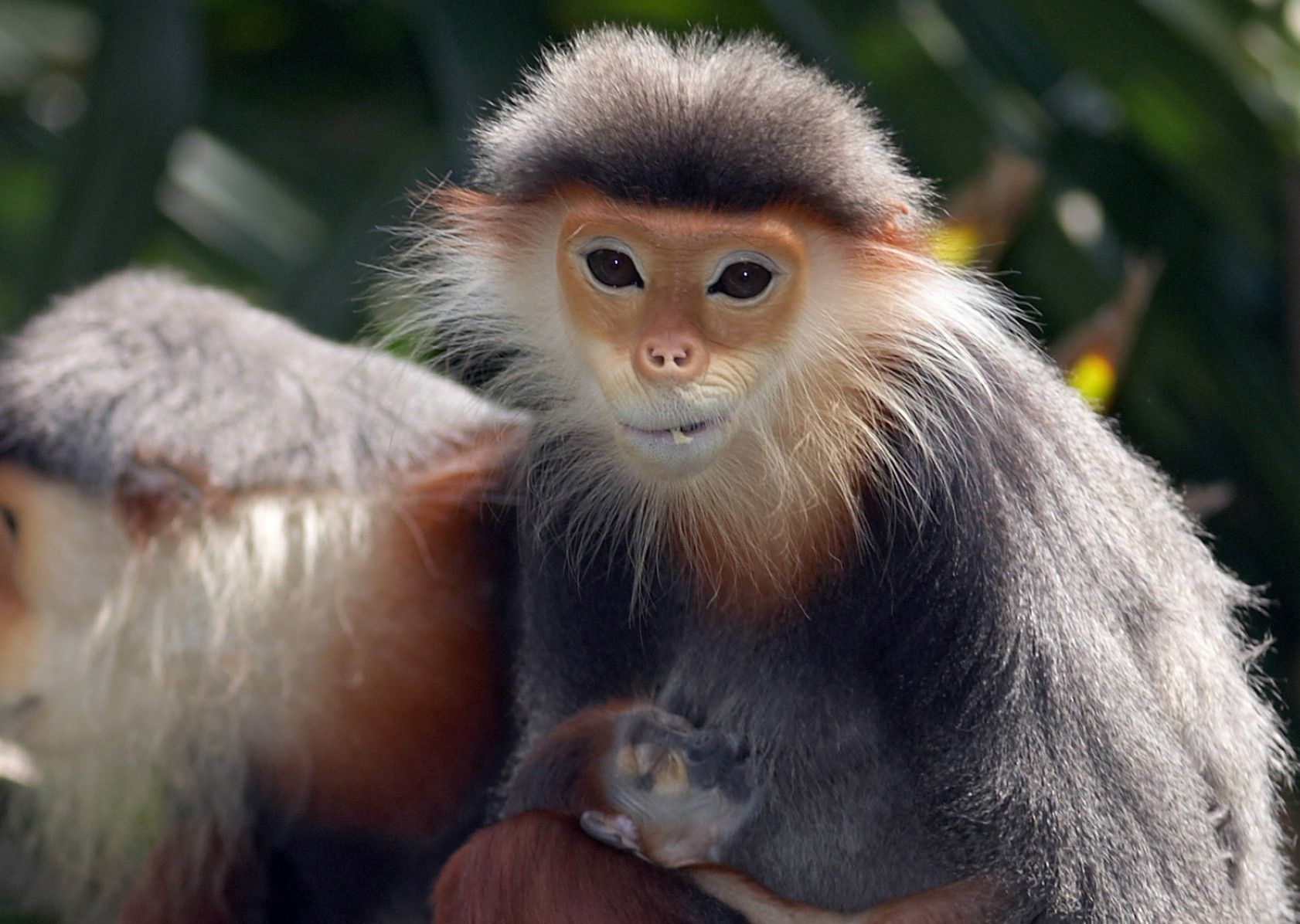 Red-Shanked Douc langur