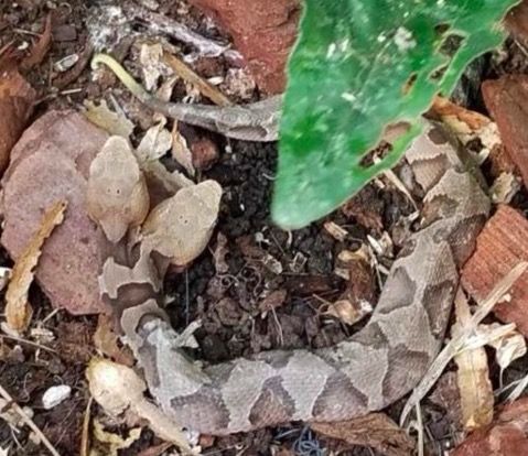 two-headed snake virginia