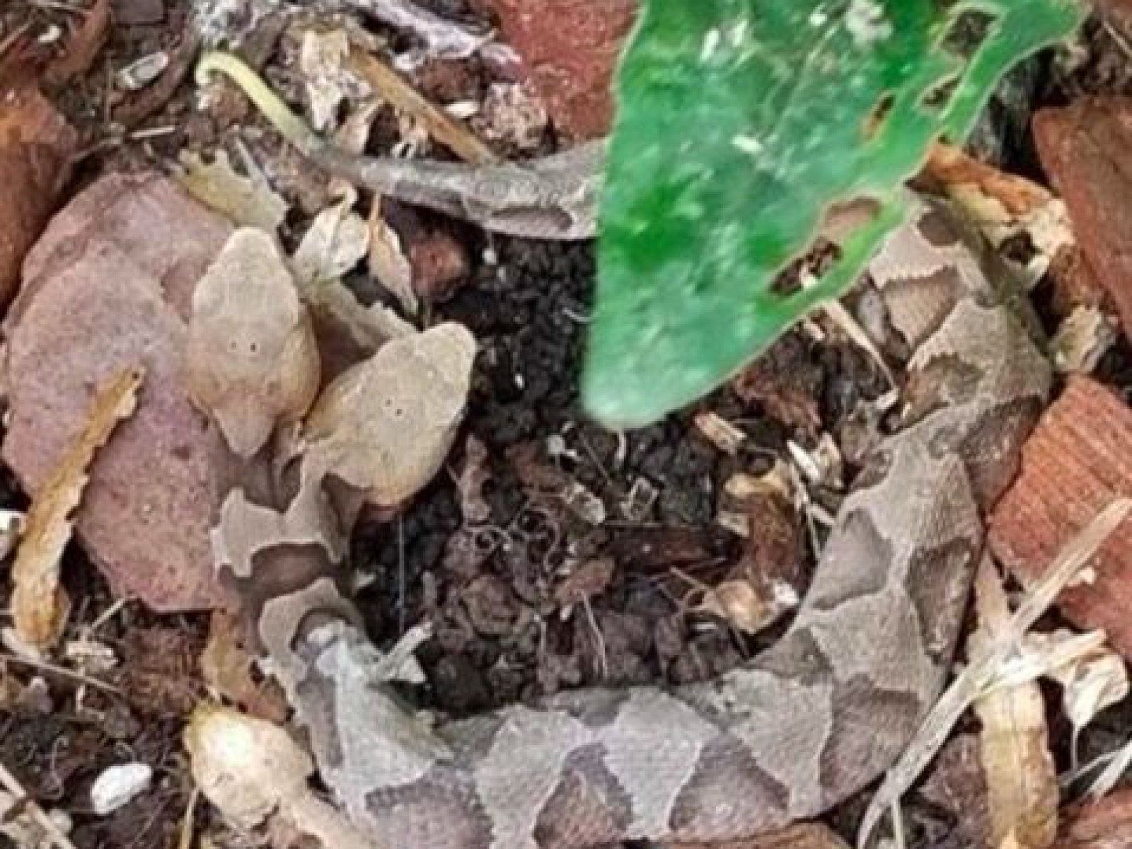 Rare Two Headed Copperhead Snake Found In Virginia Has Different Brains But Same Heart Rare Two Headed Copperhead Snake Found In Virginia Has Different Brains But Same Heart