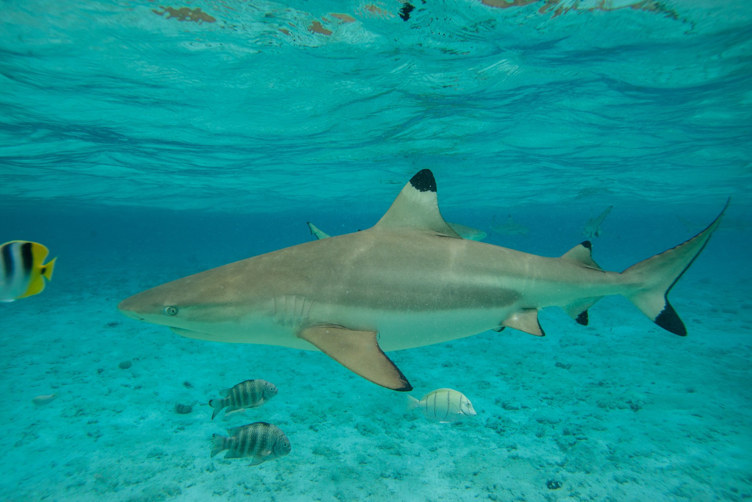 Shark bites reported in the Bahamas and Florida