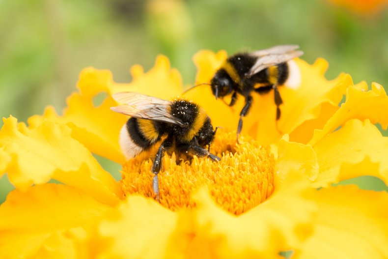 Bee Death: Scientists Warn Common Weed Killer Glyphosate Is Killing  Honeybees
