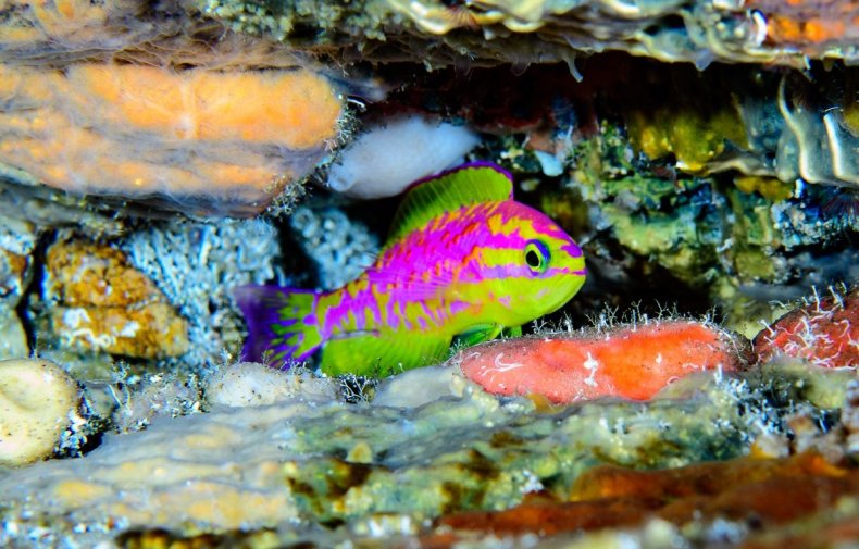 9_25_Aphrodite fish