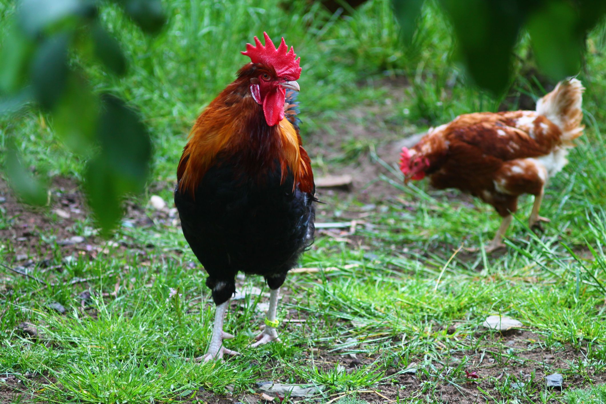 Why Is LA Banning Roosters? County Responds to Largest Cockfighting