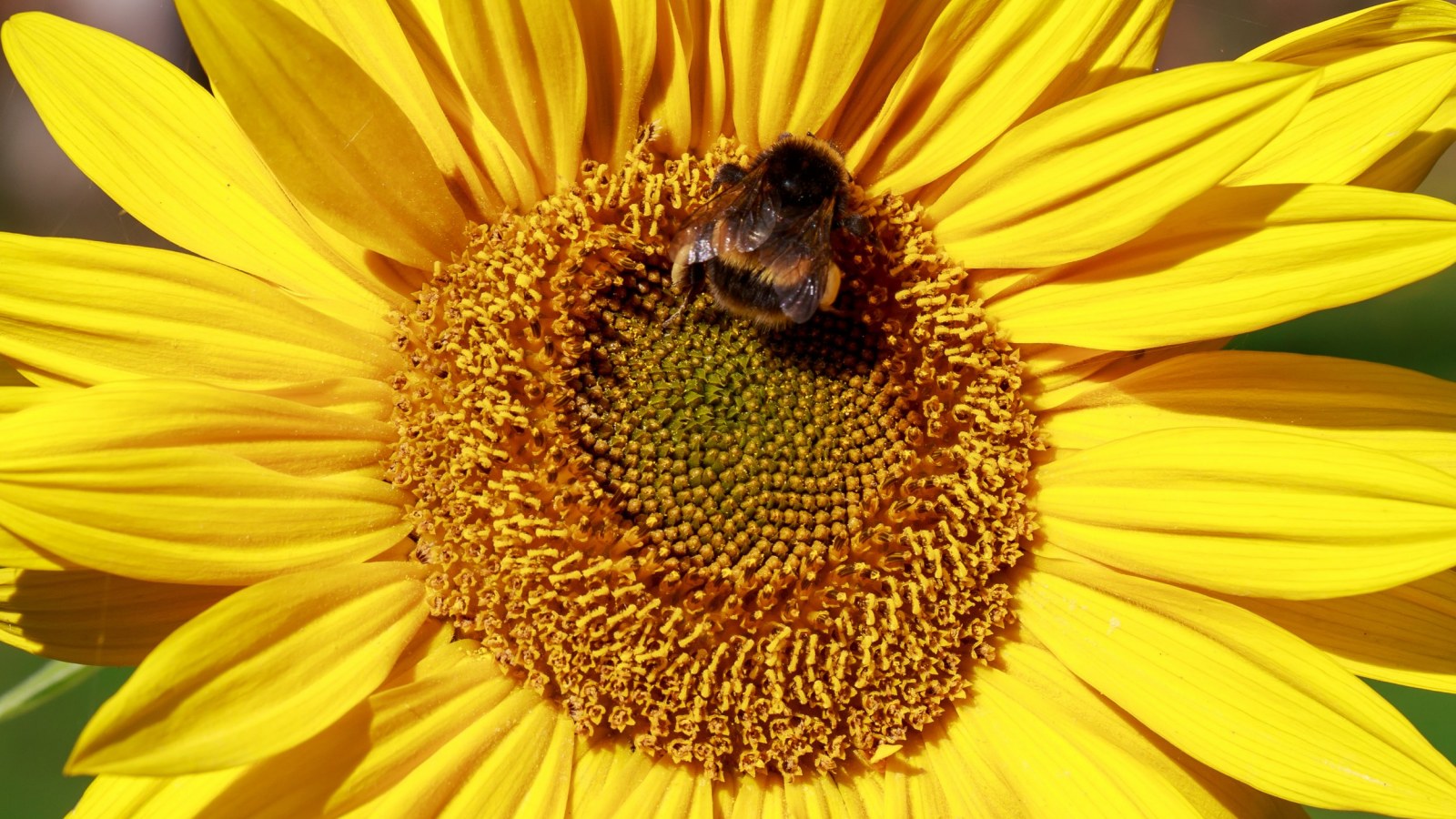 Save The Bees Sunflower Pollen Could Boost Insects Health