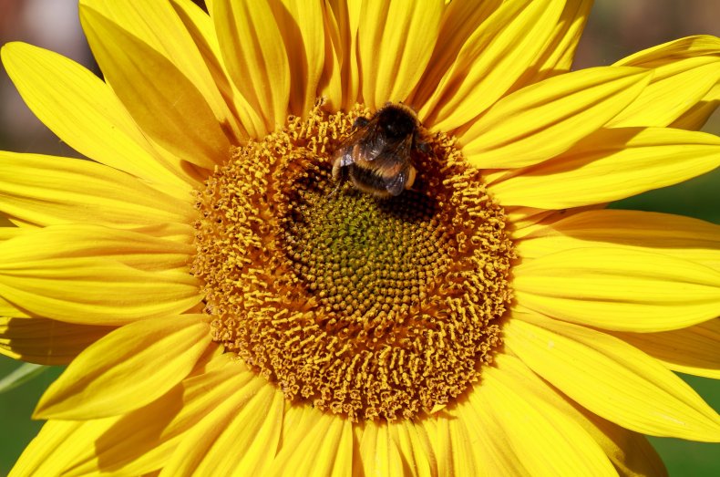 sunflowers-bee-stock