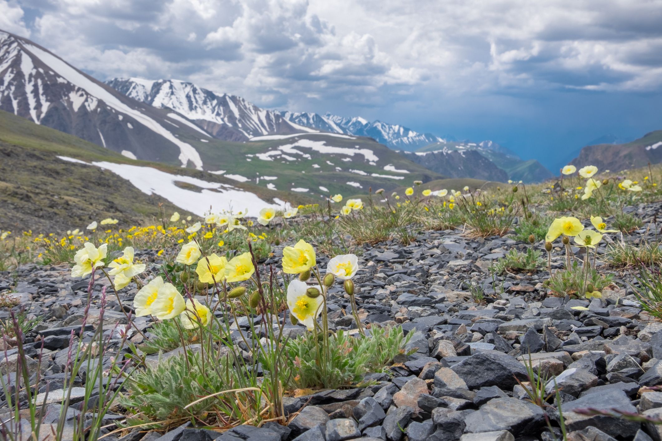 Arctic tundra plants information