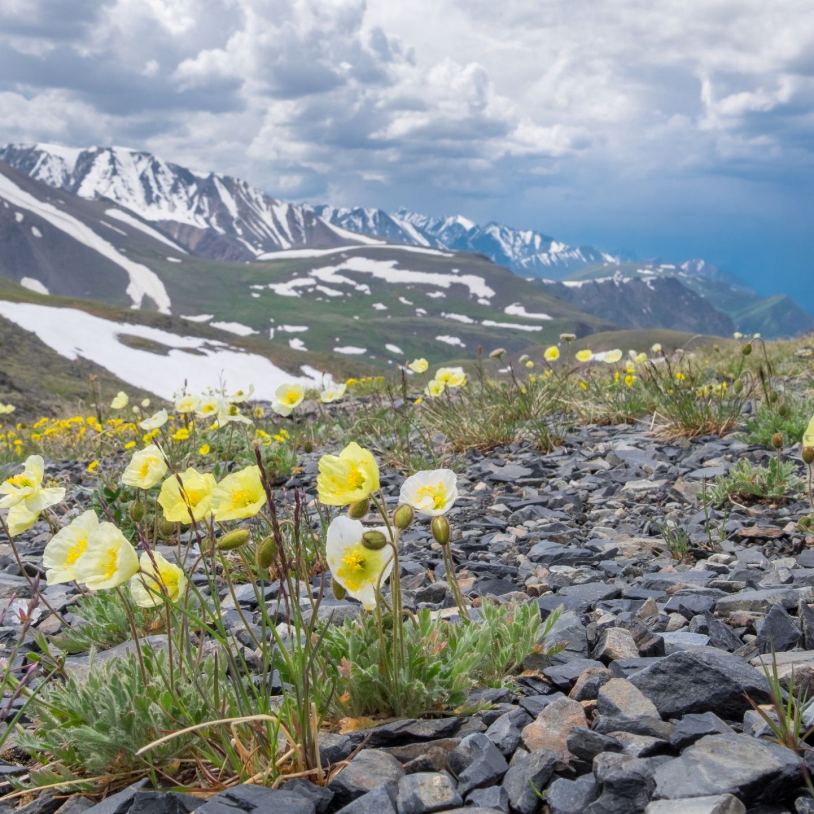 Climate Change Is Pushing Plants Into Arctic, Disrupting Tundra Ecosystems