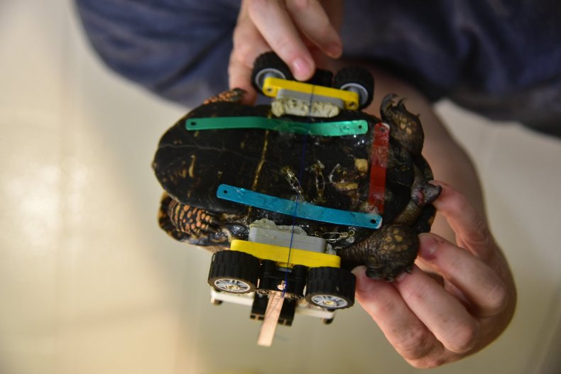 legoturt5