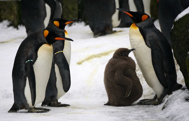 King Penguins With Chick