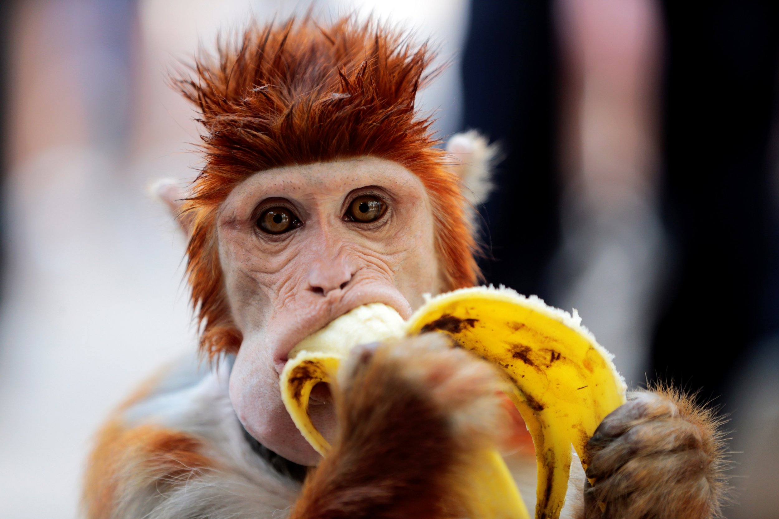 How To Eat Bananas Like A Monkey