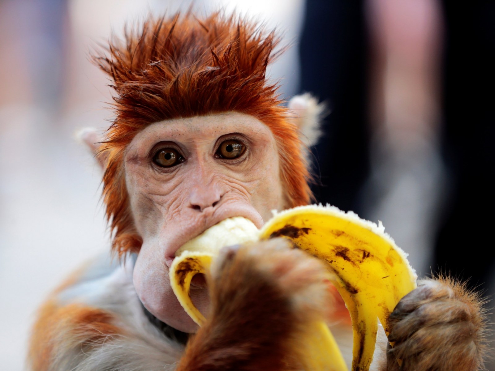 Fat Ugly Monkey Fat Ugly Monkey