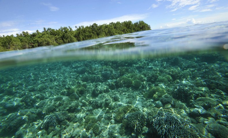 mangrove blue carbon