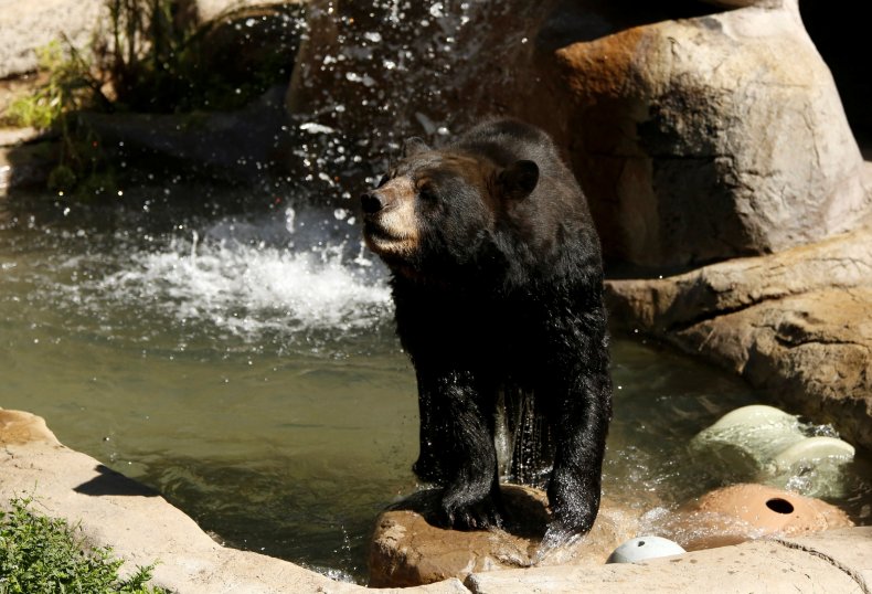 American black bear