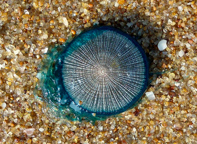 Blue Button Jellyfish