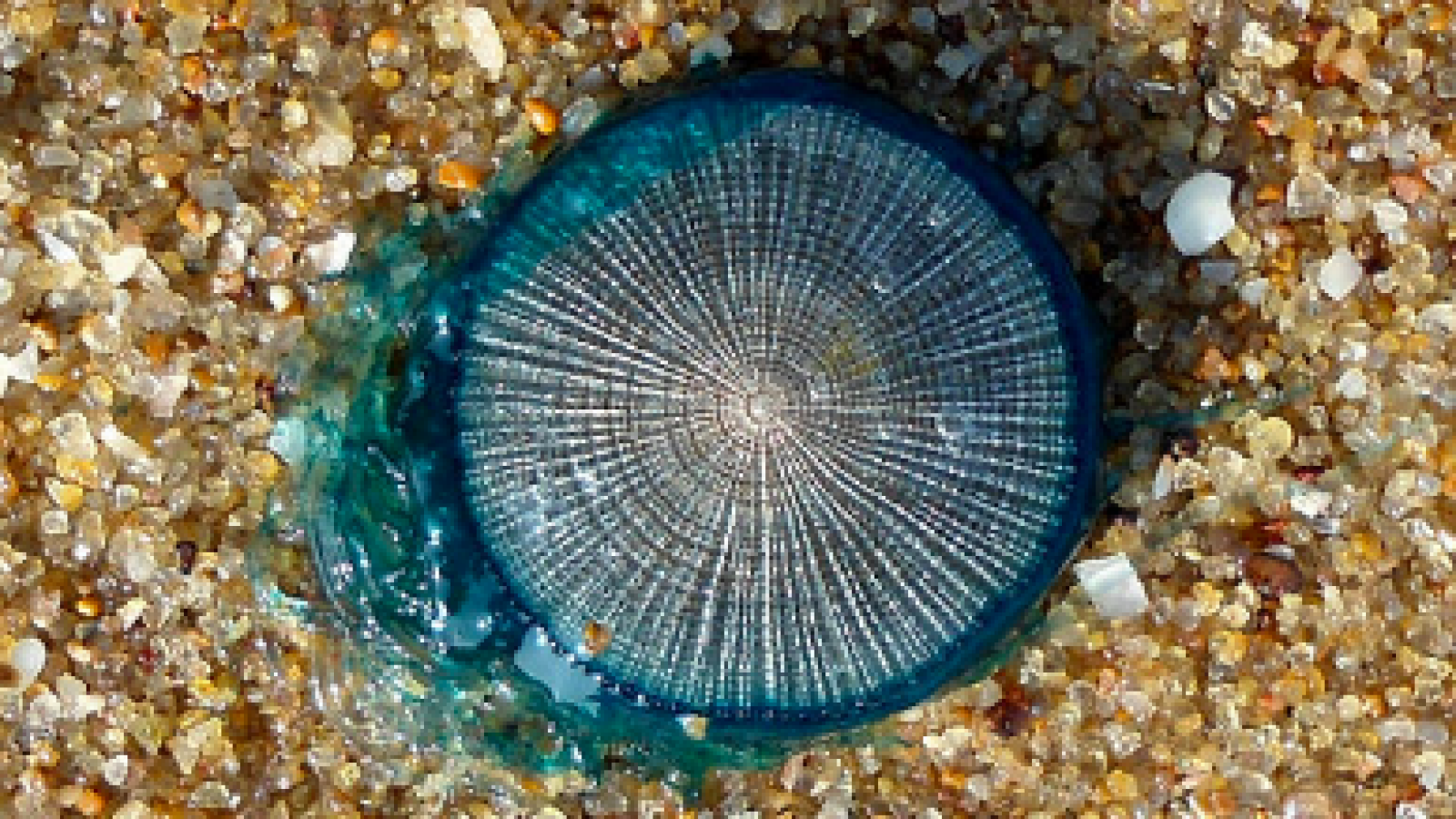 A Gift From Hurricane Florence Blue Button Jellyfish Make Rare Appearance On New Jersey Coast A Gift From Hurricane Florence Blue Button Jellyfish Make Rare Appearance On New Jersey Coast