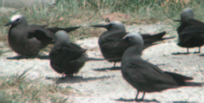 Johnston Atoll seabirds