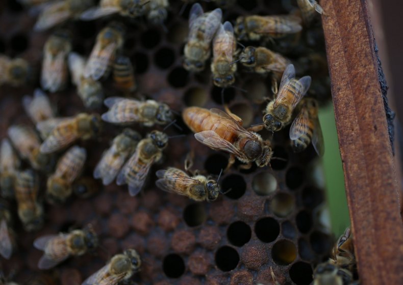 Honeybees