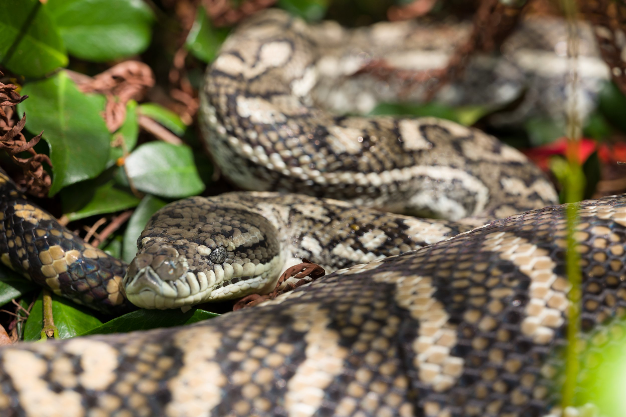 snake-catcher-removes-five-pythons-from-attic-tells-residents-there-s