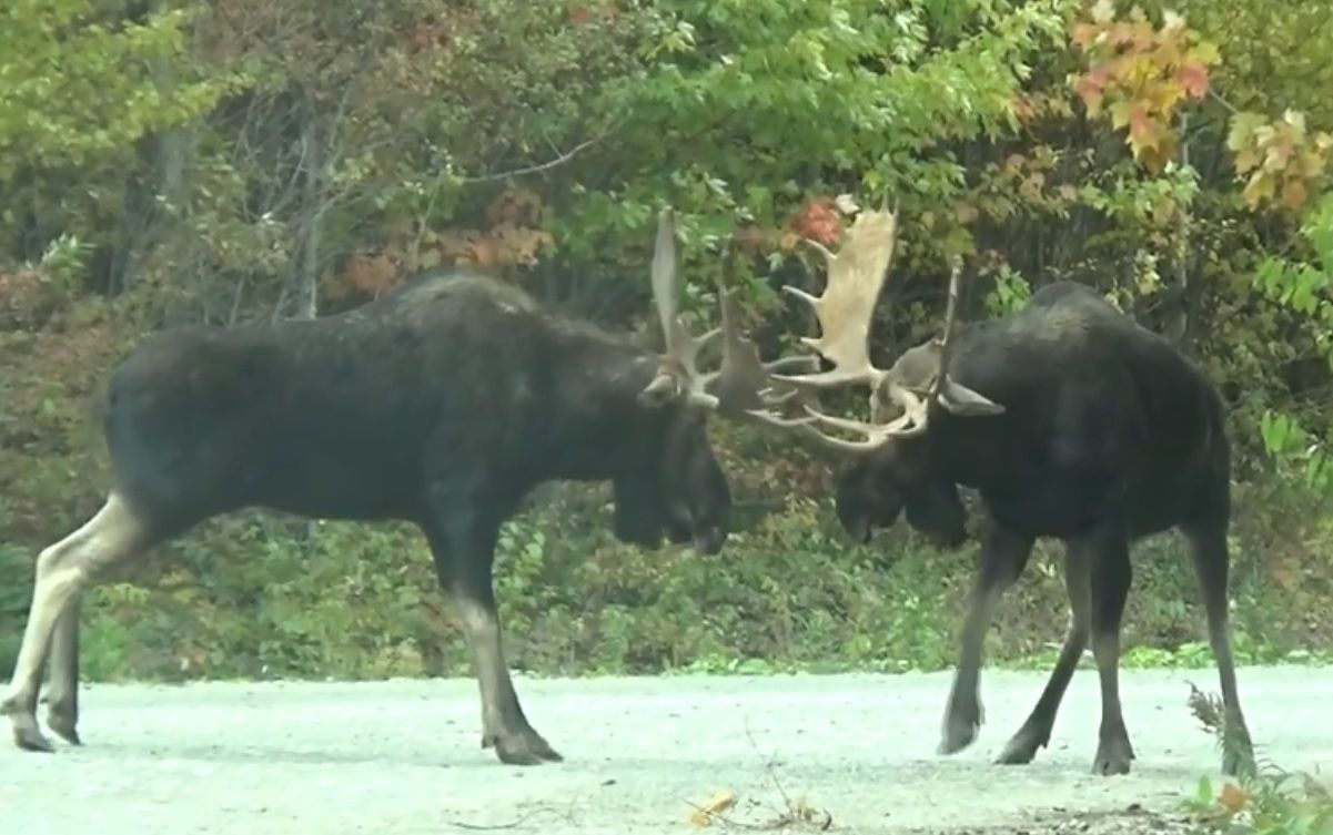 Video Rarely Seen Moose Fight In Canada Captured
