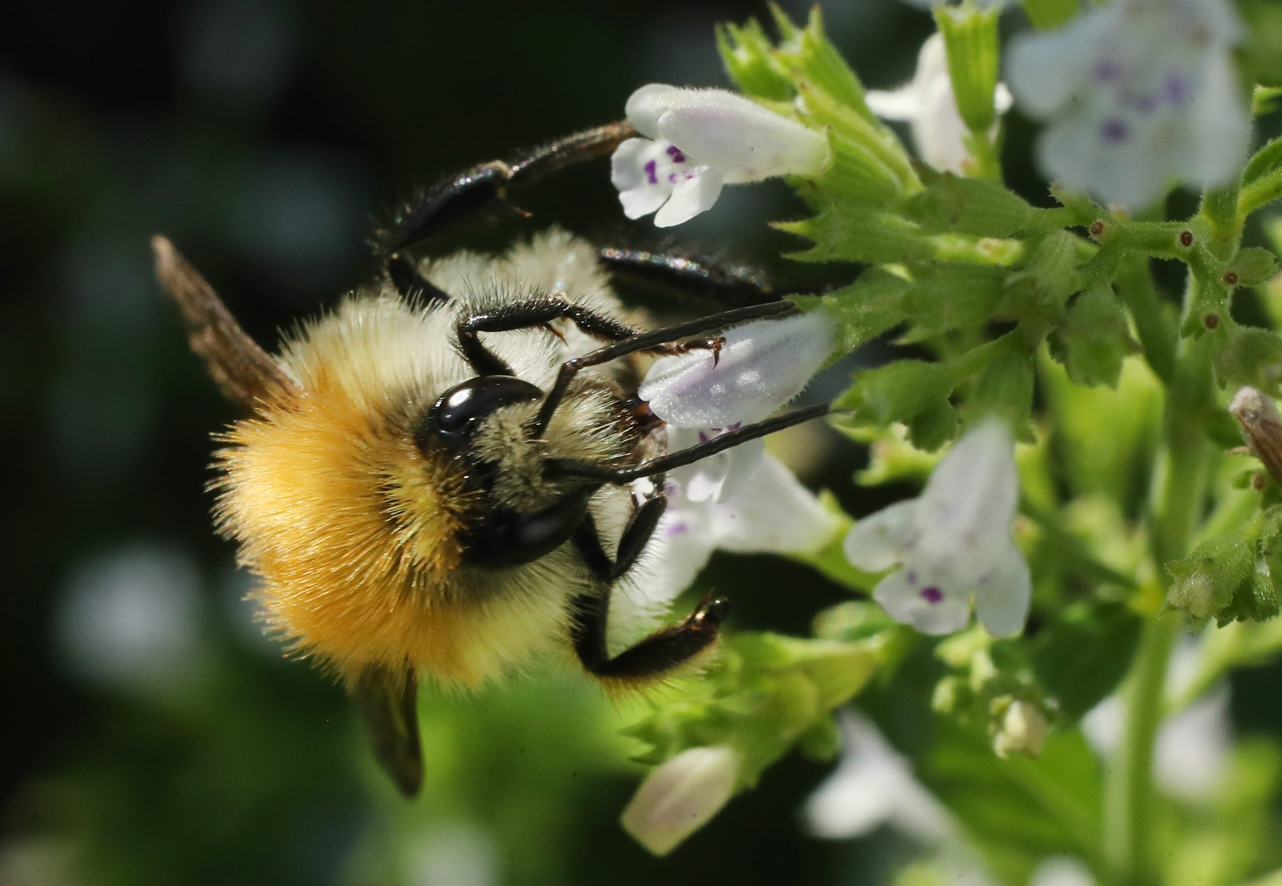 Your bee. Bees in the Garden. Bee in Germany. Bee on the Mushrooms. Pictures of Bumblebees when hibernating and when they have an Active Life.