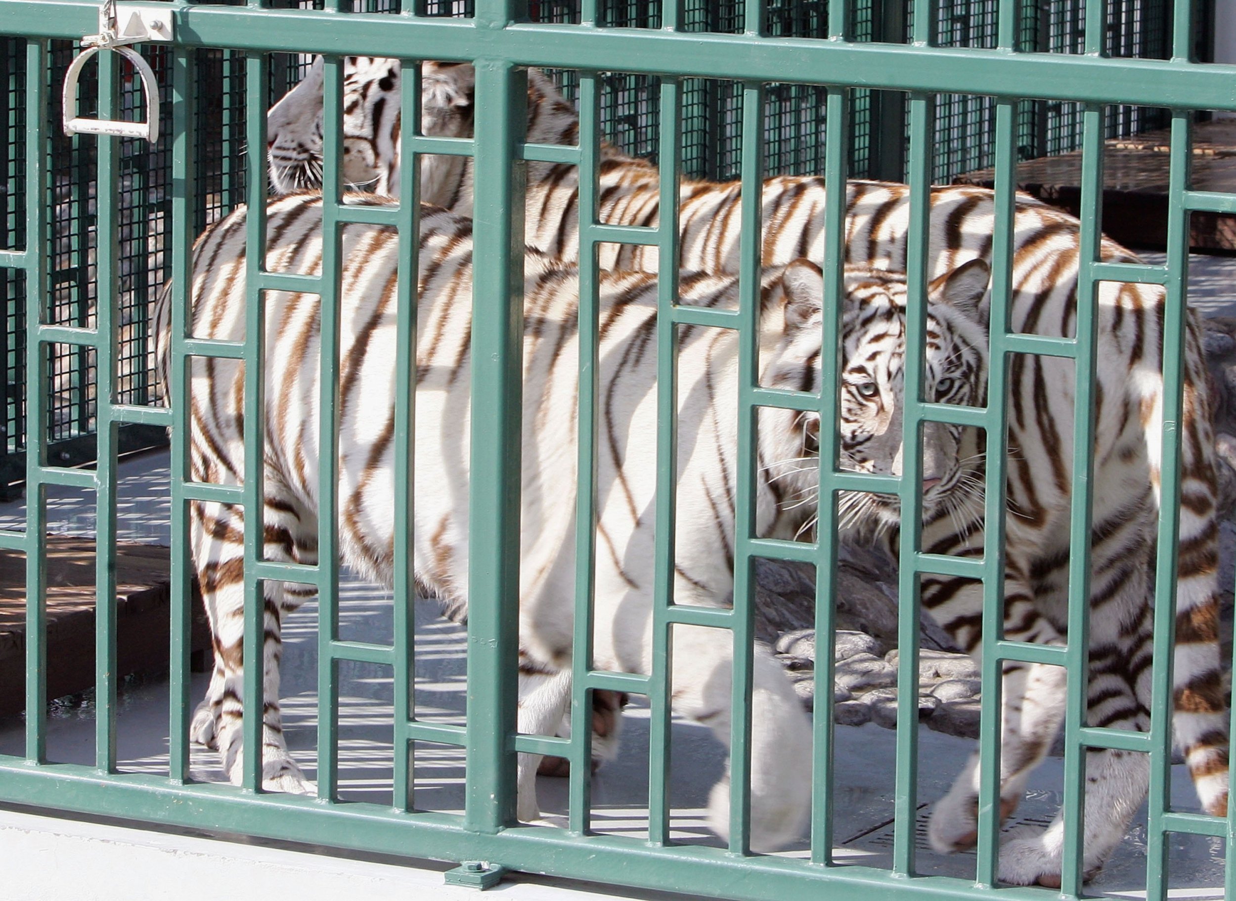 White tiger mauled to death after 'getting into zoo's Bengal tiger