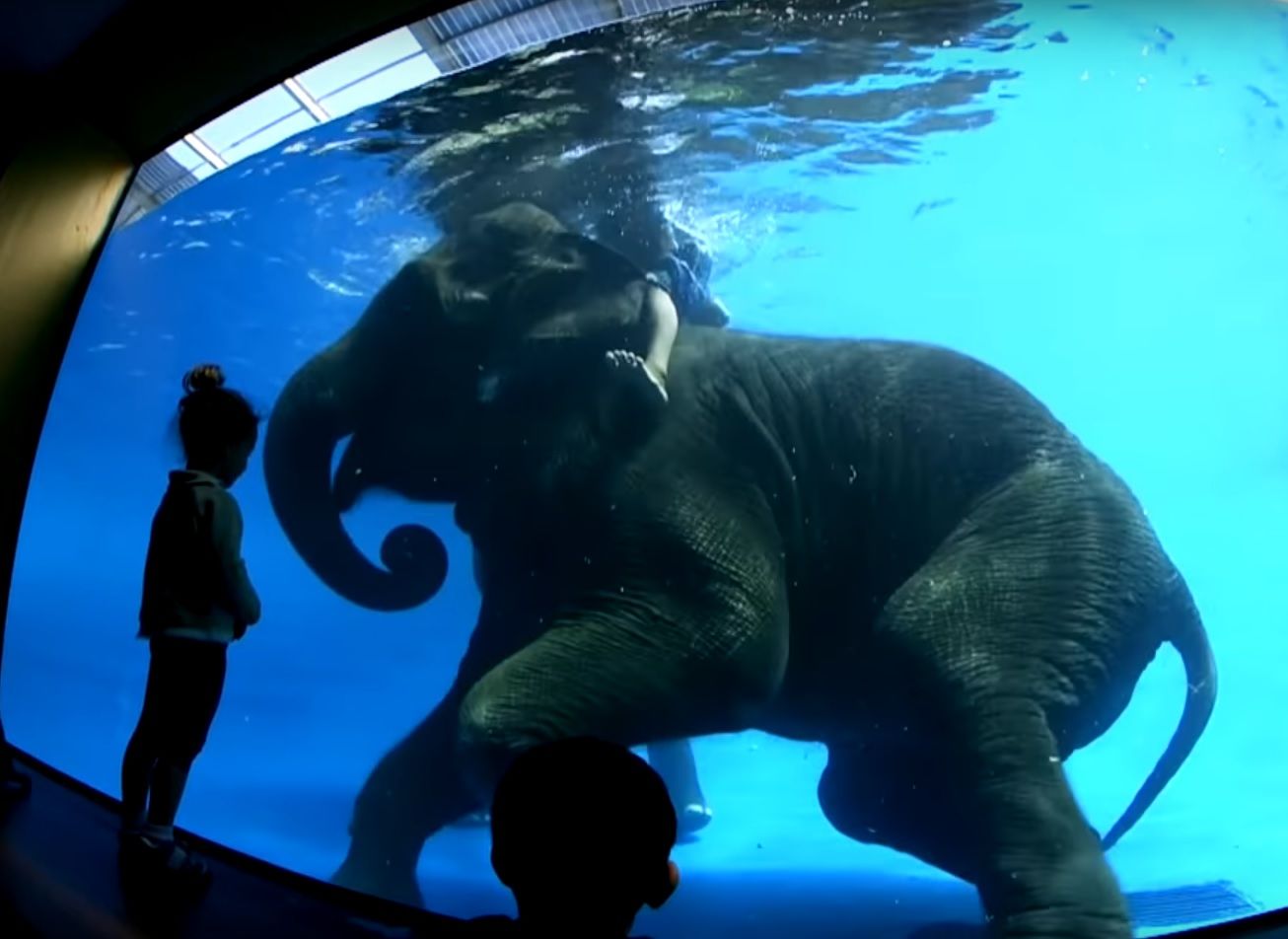 elephant underwater tricks zoo