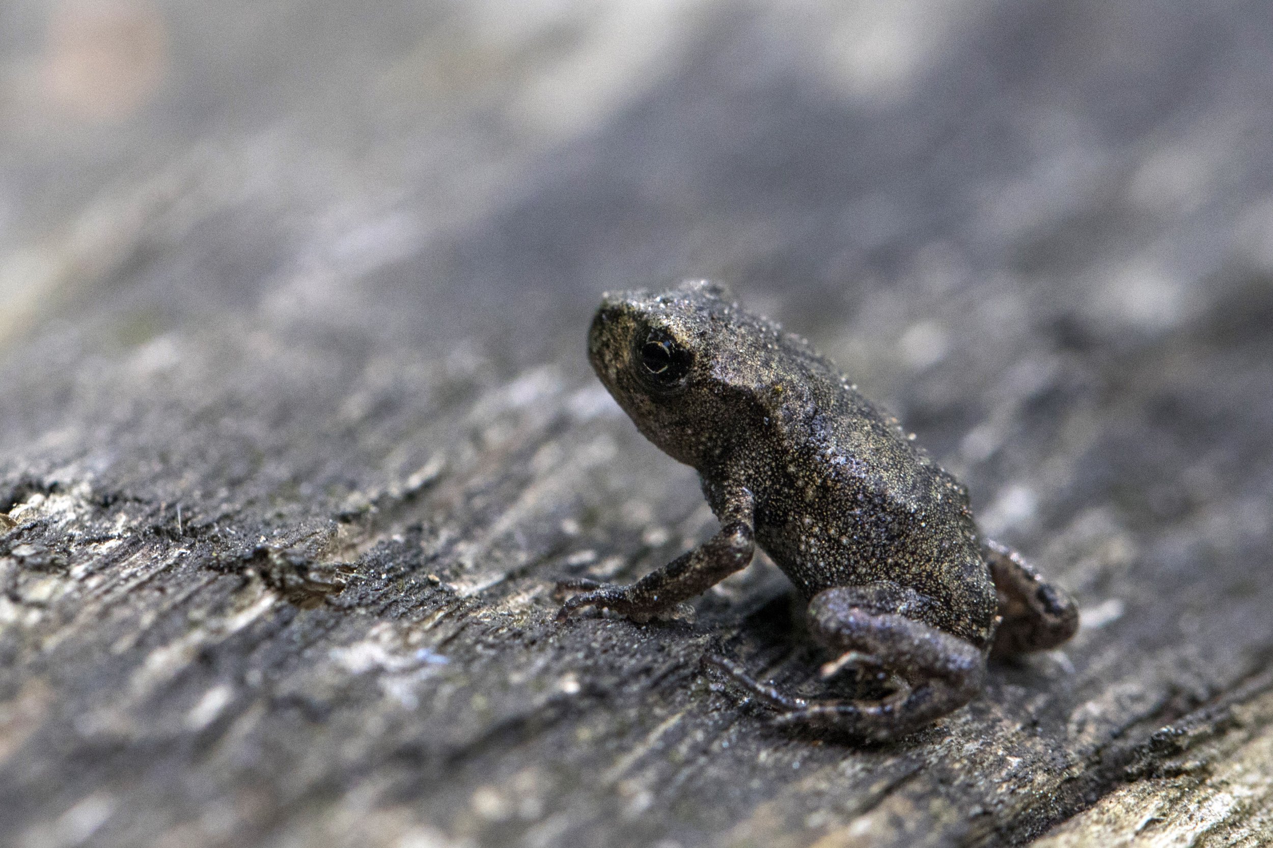 Toad Takeover: North Carolina Frog Population 'Explosively Breeding