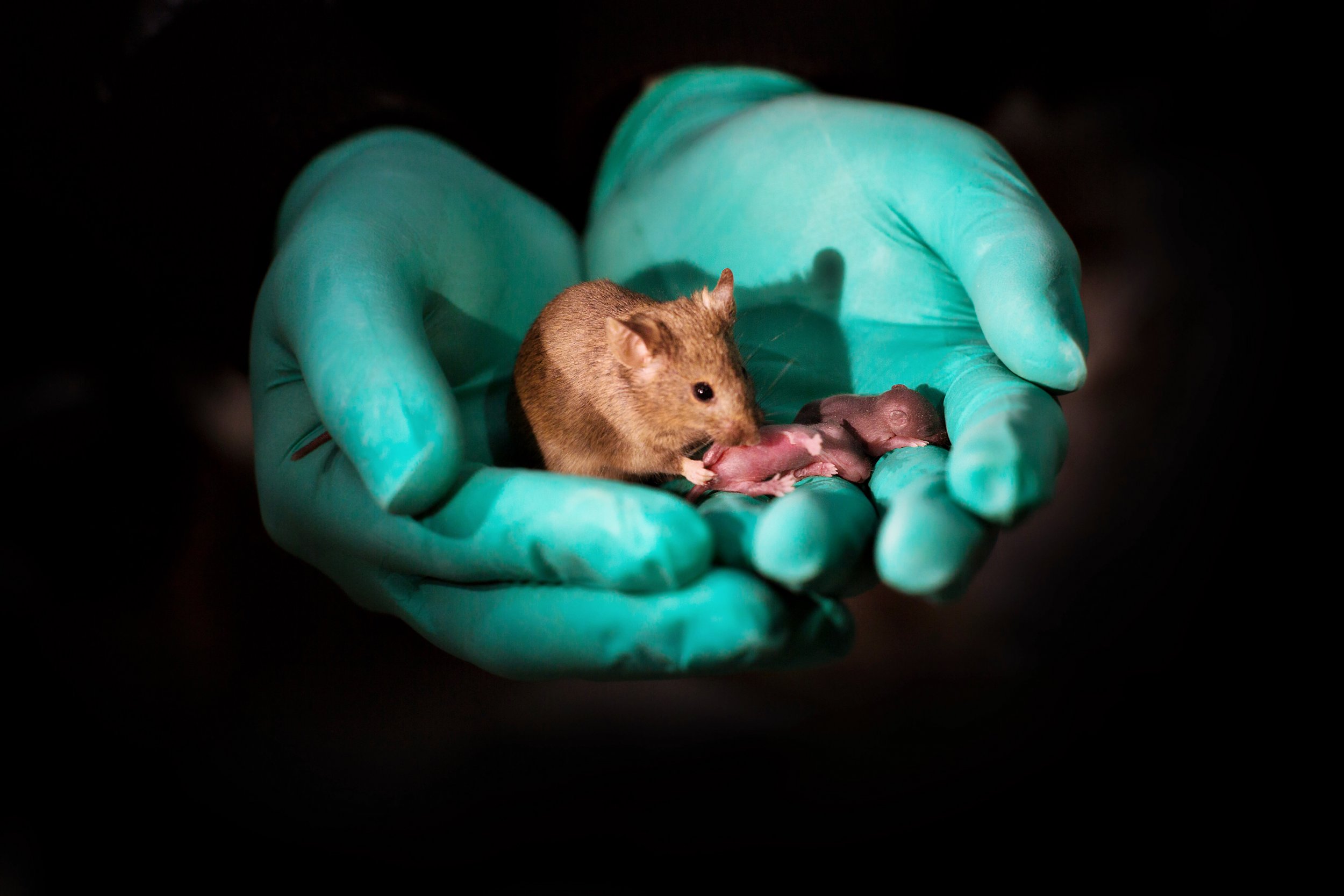 Could Men Become Obsolete? Mouse Pups With Same-Sex Parents Created by  Chinese Scientists - Newsweek