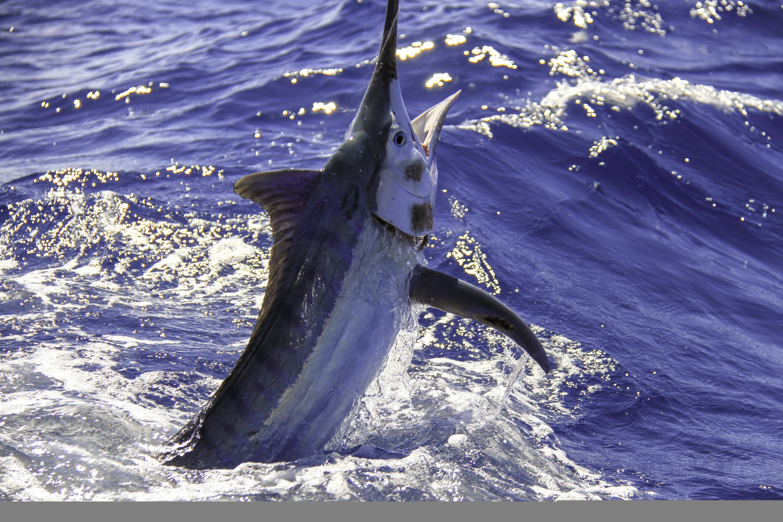 Marlin Fishing Boat