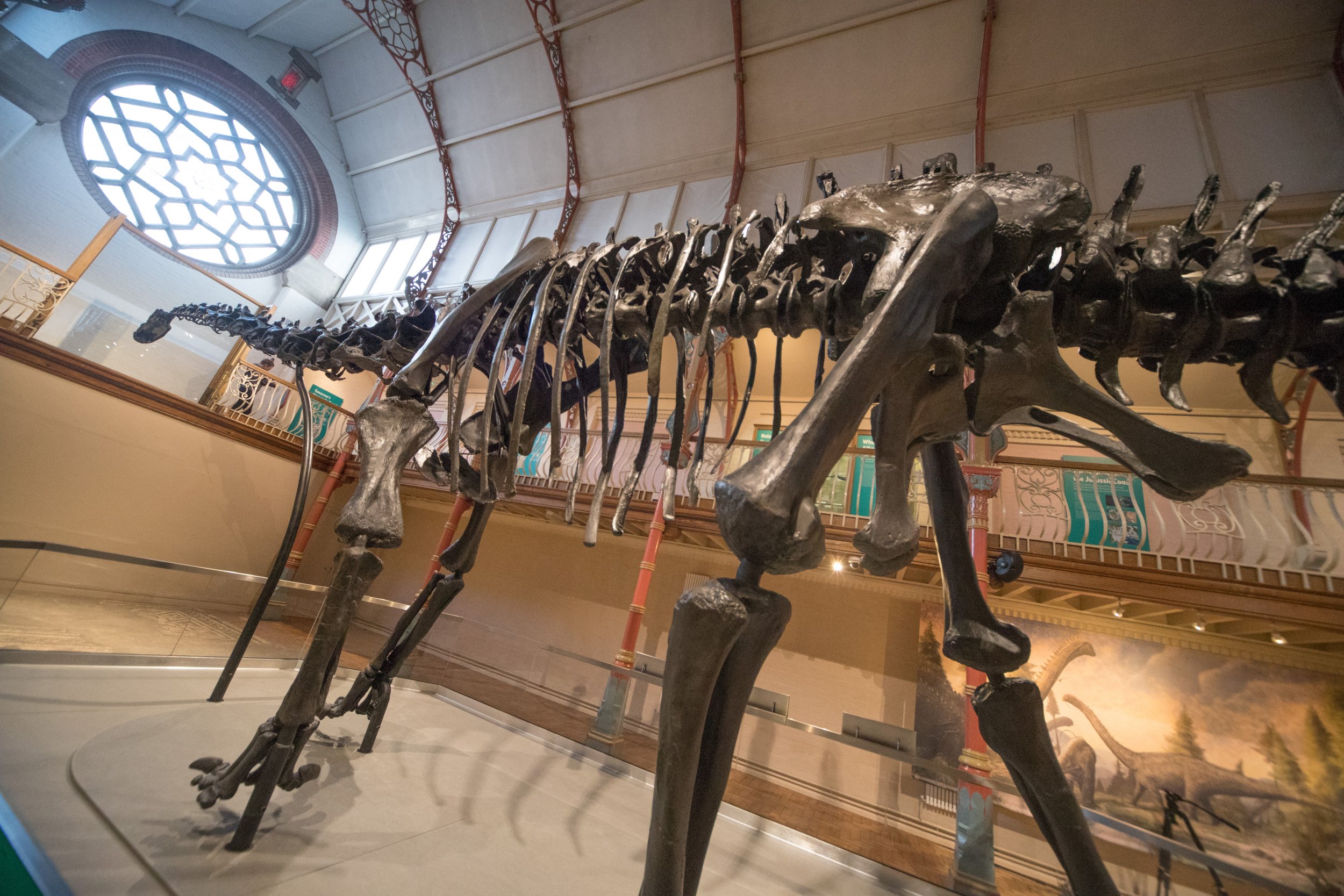 Diplodocus dinosaur skull found montana