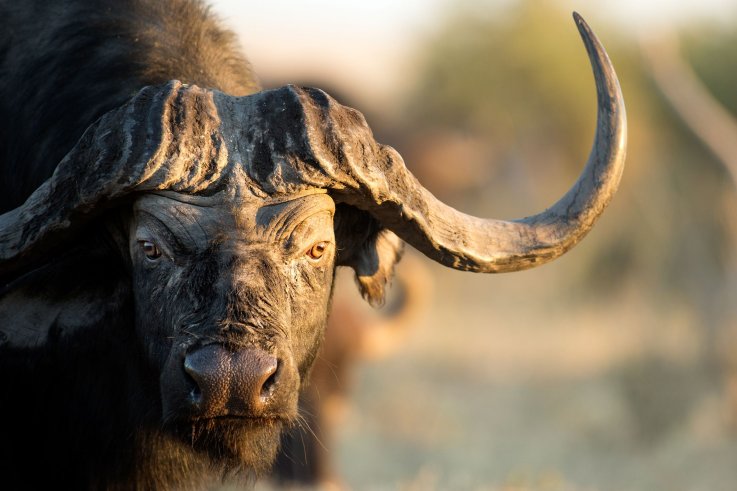 Buffalo Buffalo