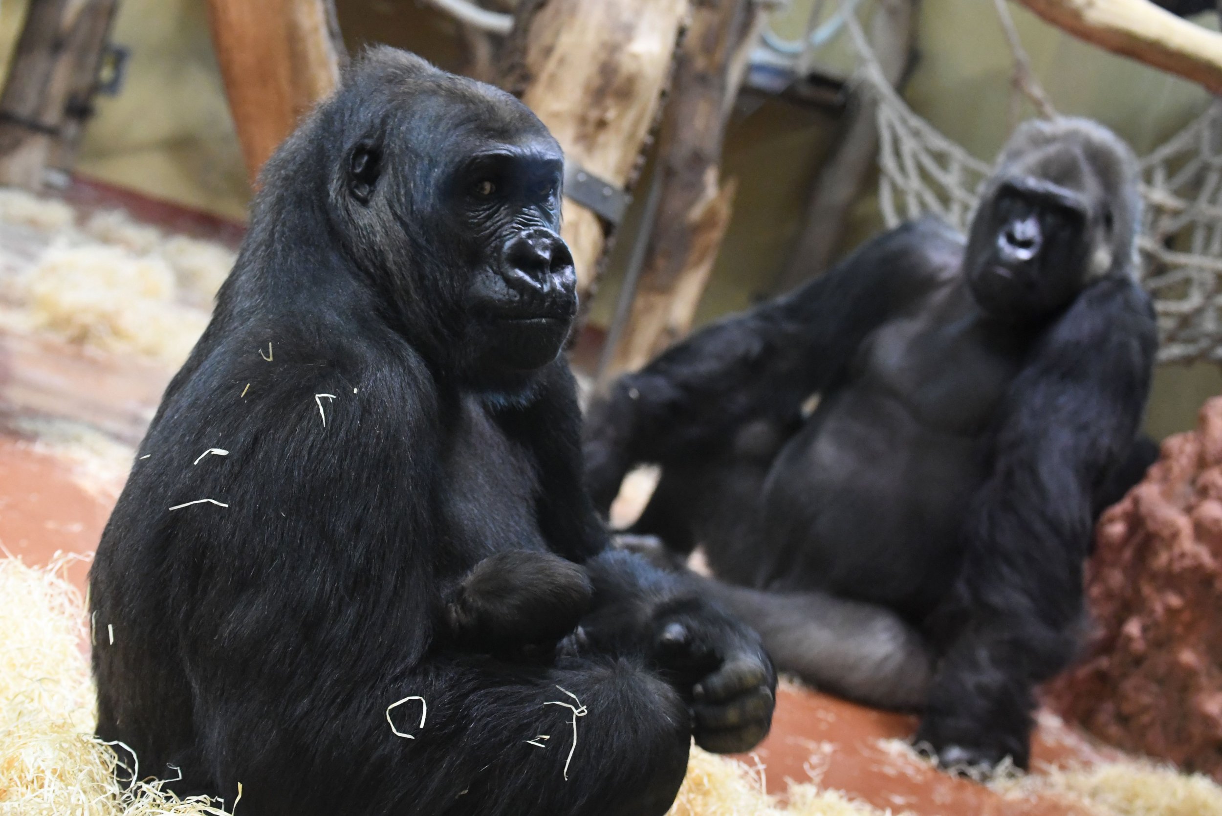 Gorilla Parents