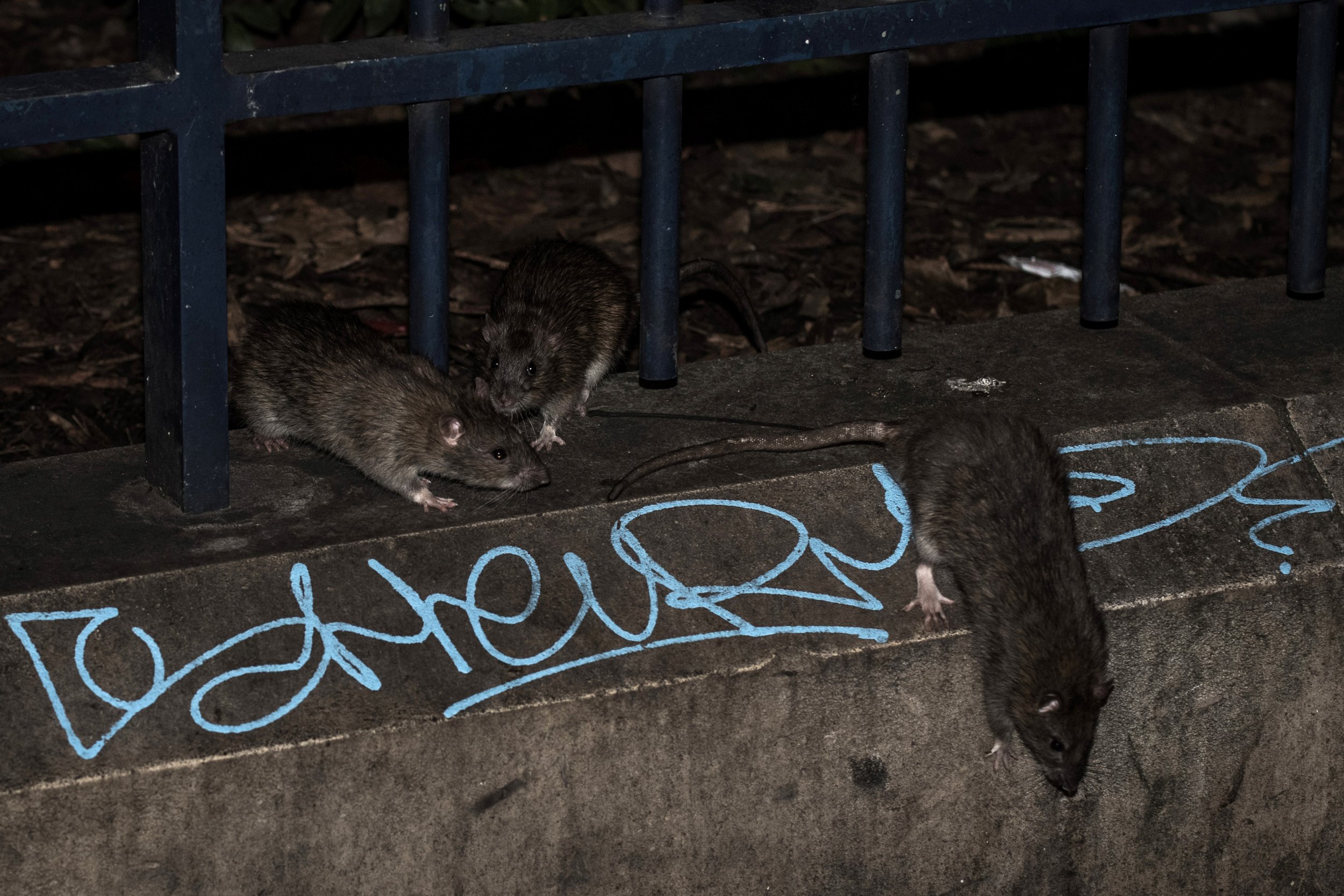 Rats 'Bigger Than Cats' Take Over Bronx Housing Project