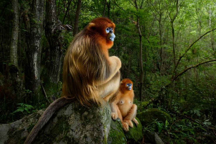 01 © Marsel van Oosten - Wildlife Photographer of the Year